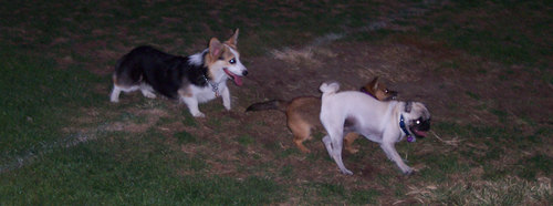 Lucy and Sheba and friend