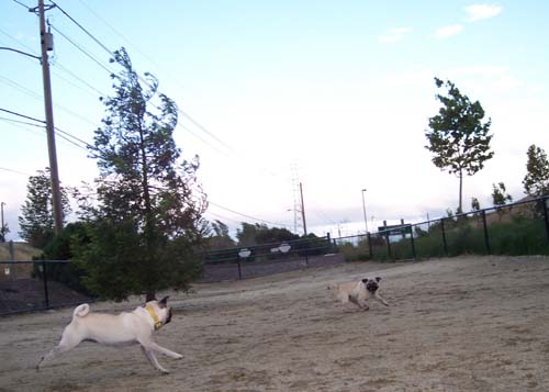 Sheba chasing Roy