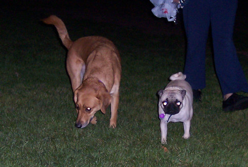 Rusty and Sheba calling it a night