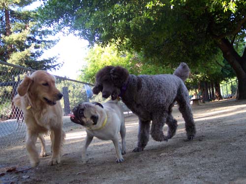 Sheba being double teamed by Daisy and Camille