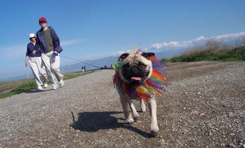 Sheba pulling people