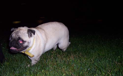 Sheba is tired and ready to go to bed