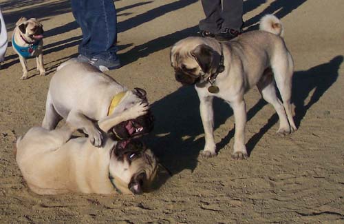 Loki learning to play in the dirt