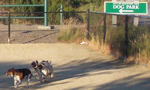 Roy and Sheba chasing a beagle