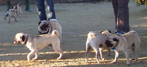 6 pugs