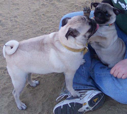 Sheba and Moe battling 1