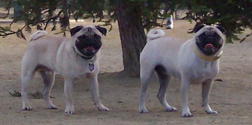 Roy and Sheba smiling