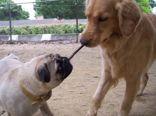 Sheba and Daisy playing Tug a Stick