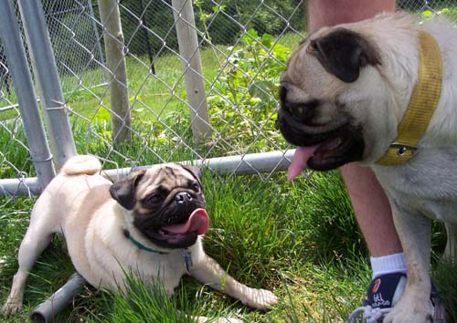 Roy and Sheba - all smiles