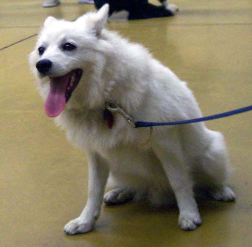 DeeDee - Puppy School Graduate!