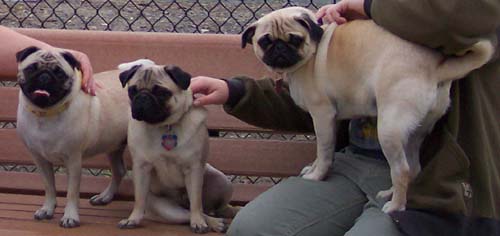 Sheba, Roy and Calypso