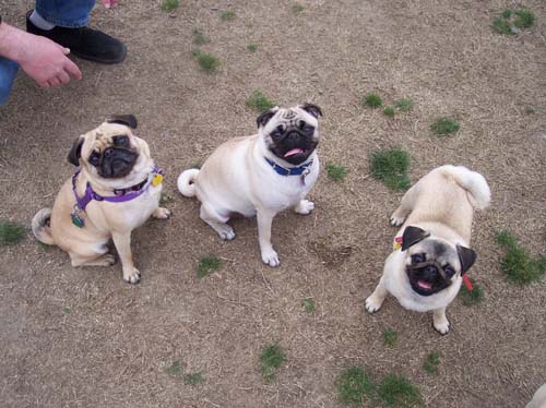 Smiling Pugs