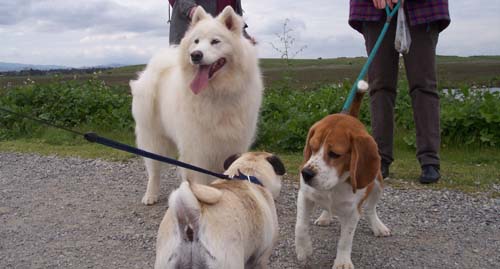 Sheba making new friends on her walk