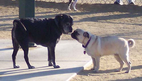 Dakota and Calypso pug chat