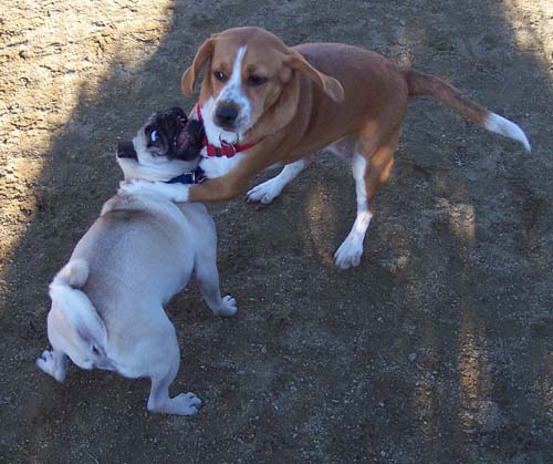 Sheba caught by Maggie