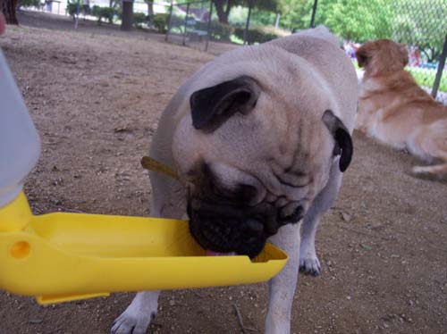Sheba drinking water