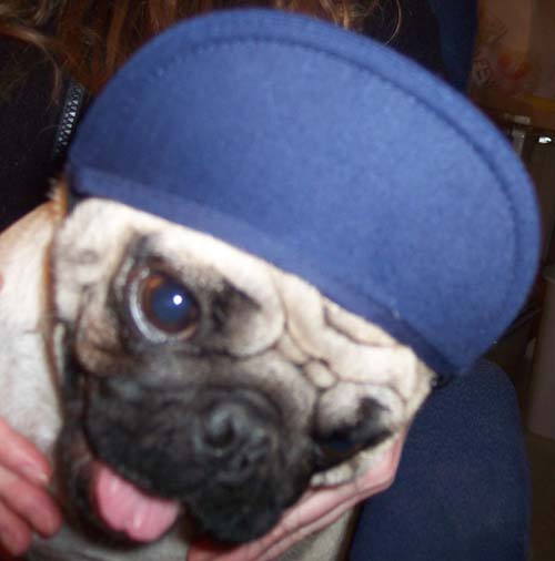 Happy Sheba in a Yankee Hat