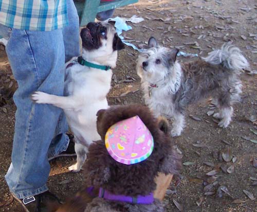 Treats for Roy and Winston