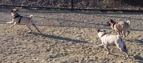 Pug Chase