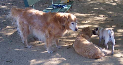 Alpine, Daisy and Sheba