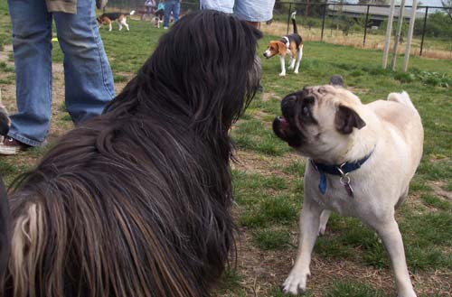 Cousin Itt and Sheba