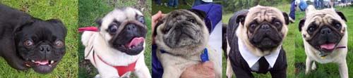 Santa Clara County Meetup Pugs