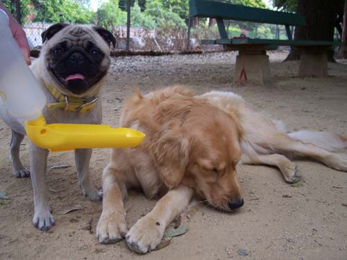 Sheba and Daisy drinking water