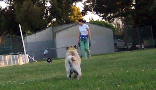 Sheba running towards Kelly