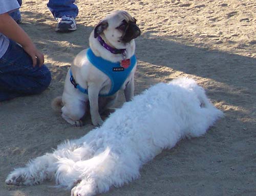 Calypso and a white pup in the dirt