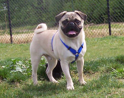 Happy Pug