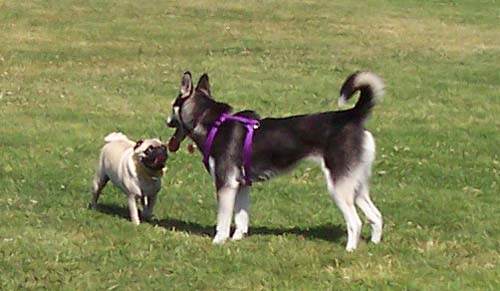 Ayla and Sheba friends