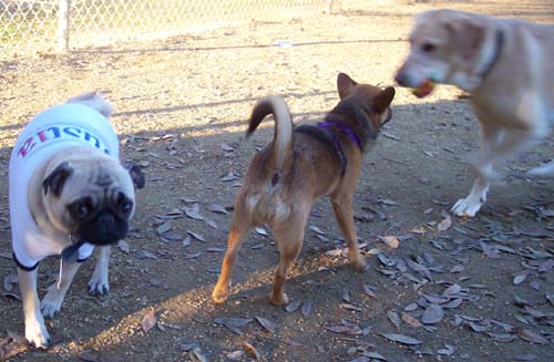 Sheba in her Justia t-shirt