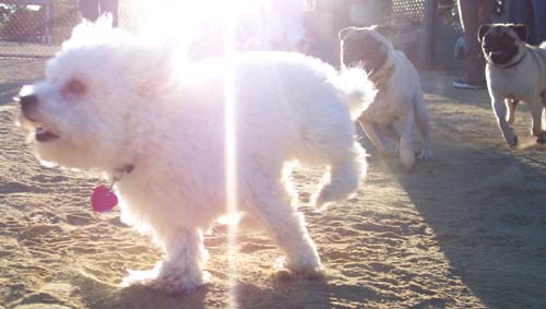 Sunday Night Pug Night