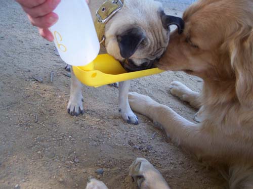Daisy and Sheba drinking water