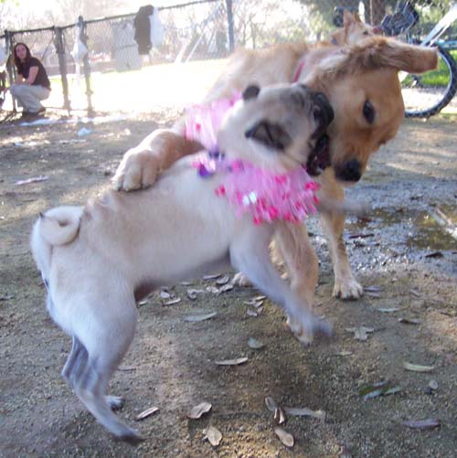 Sheba and Daisy chasing fun