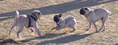 Sierra, Loki and Sheba