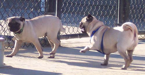 Sunday Night Pug Night