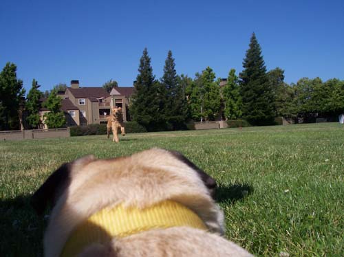 Sheba watching Toby run