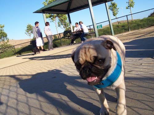 Calypso walking the park