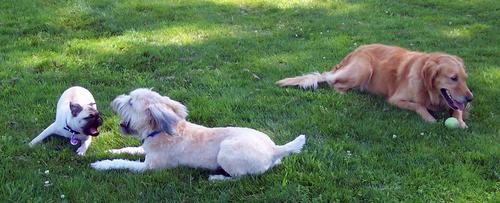 Sheba and Sara face to face