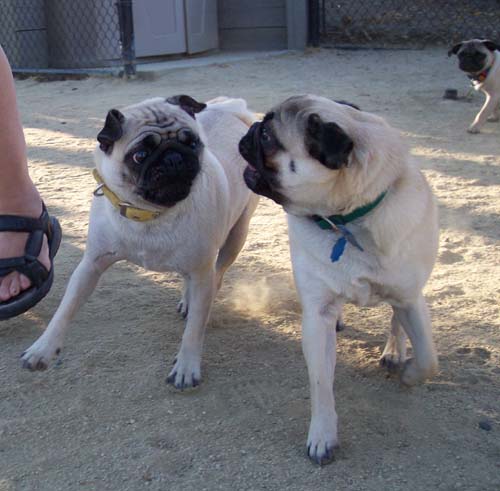 Roy barking at Sheba