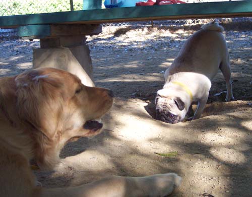 The Badger and the Bear