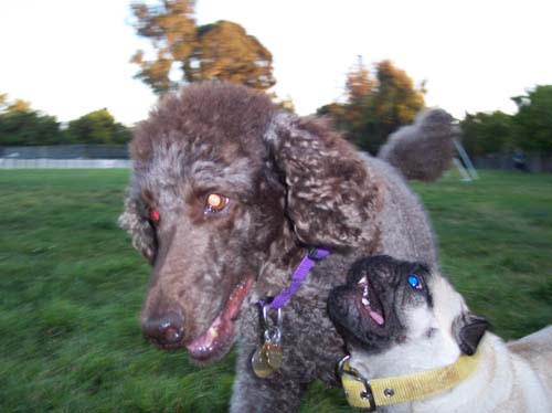 Camille and Sheba playing