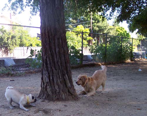 Daisy and Sheba playing chase around the tree