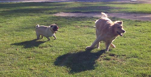 Daisy and Sheba running on the grass