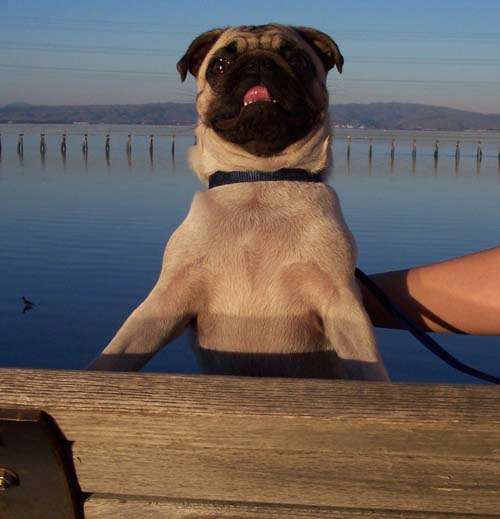 Sheba on her Bay Bench