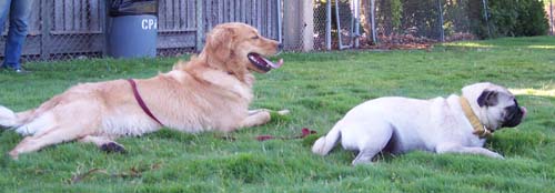 Daisy and Sheba relaxing