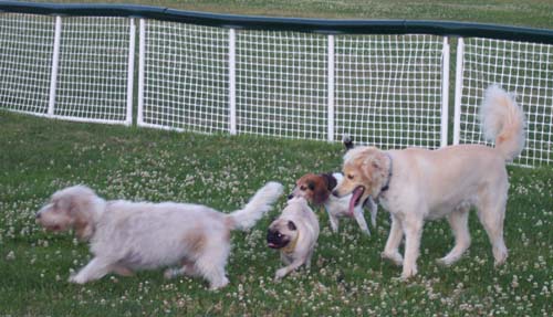 Louie, Charlie, Chesapeake and Sheba