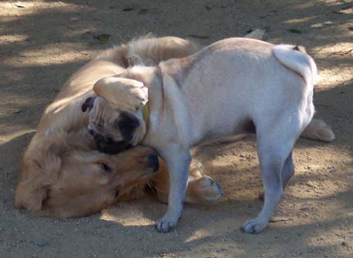 Sheba and Daisy dirt tackle