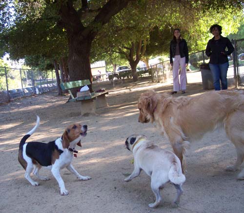 Toby giving us a welcome howl